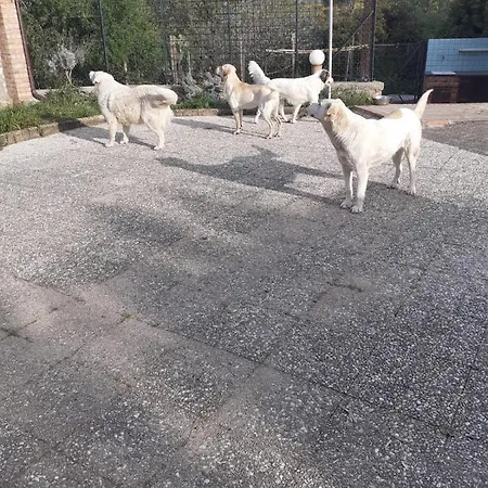 Masseria Ottaiano Tatil Evi